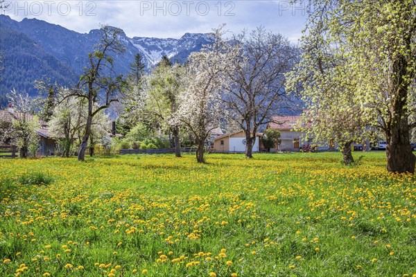 Spring meadow with blossoming trees in the village in front of Hohe Kisten 1922m in the