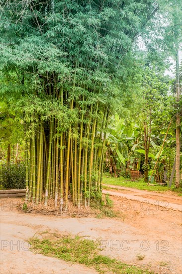 Young green bamboo trees stand next to walking path in Thai cultural village in Chiang Khan,