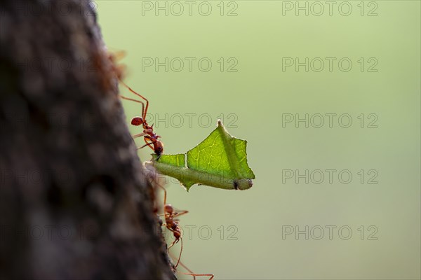 Leaf-cutter ant (Atta cephalotes) carrying a piece of leaf, rainforest, Tortuguero National Park,