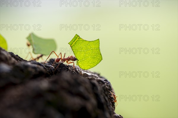 Leaf-cutter ant (Atta cephalotes) carrying a piece of leaf, rainforest, Tortuguero National Park,