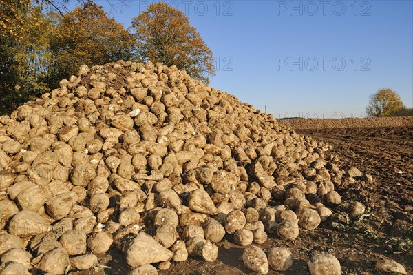 Harvested sugar beet (Beta vulgaris ssp. vulgaris var. altissima), sugar beet harvest,