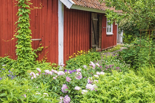 Idyllic red croft with a beautiful lush green flowering garden, Sweden, Europe