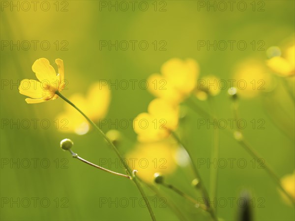 Meadow with tall buttercups (Ranunculus acris), buttercup, common buttercup, near Irdning, Ennstal,