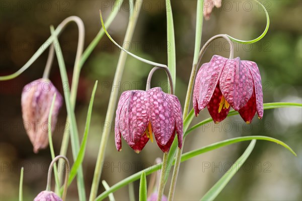Snake's head fritillary (Fritillaria meleagris), flowers in a meadow, inflorescence, early bloomer,
