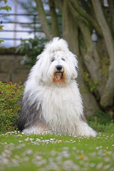 Bobtail, Old English Sheepdog