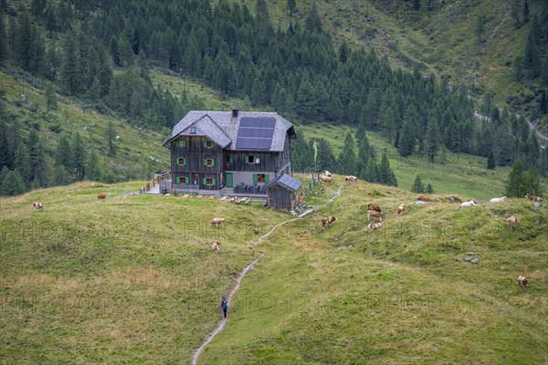 Cows on a mountain pasture, Alpine Club hut, Hochweisssteinhaus mountain hut, Carnic High Trail,
