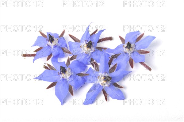 Borage on a white background