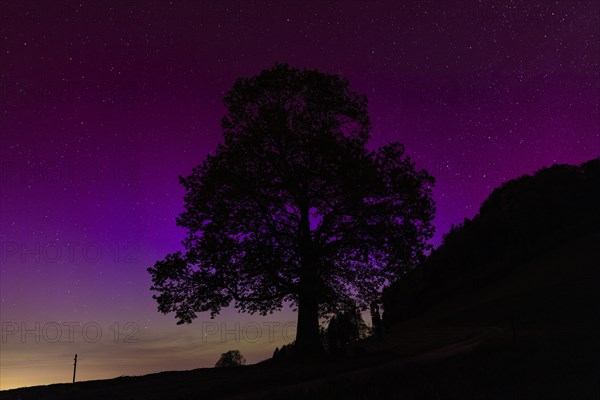 Silhouette of lime tree in front of aurora borealis, northern lights due to solar storm,