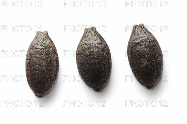Prickly cucumber or hedgehog cucumber (Echinocystis lobata), seeds on white background