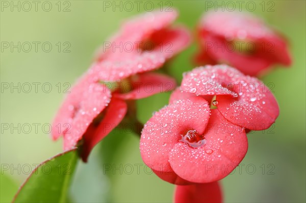Crown of thorns (Euphorbia milii), flowers, native to Madagascar, ornamental plant, North