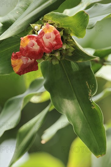 Ornamental ginger (Costus lucanusianus), flowers, native to Africa