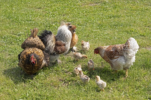 Pedigree hens, Orpington hen, silk hen cock, silk hen hen, Wyandotte hen, Wyandotte chick, Wittorf,