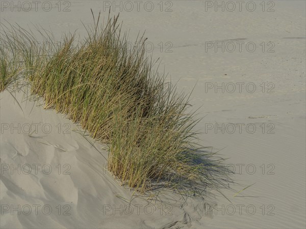 Close-up of grass growing on a sand dune by the sea, in a quiet coastal environment, beach and