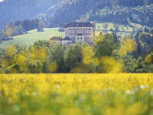 Meadow with tall buttercup (Ranunculus acris), buttercup, common buttercup, behind Trautenfels