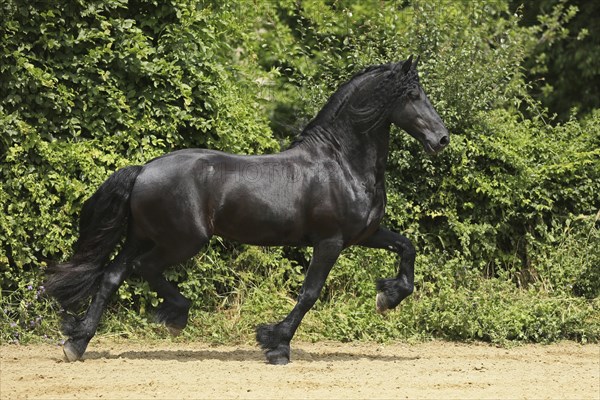 Friesian, Friesian horse