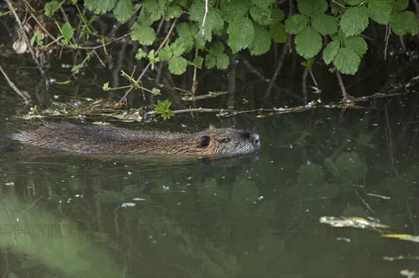 Nutria (Myocastor coypus) swimming, pond, Boizenburg, Mecklenburg-Vorpommern, Germany, Europe