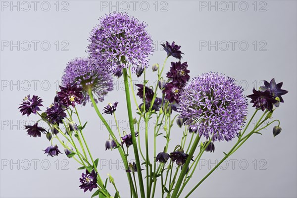 Violet bouquet with Giant onion (Allium giganteum) flowers