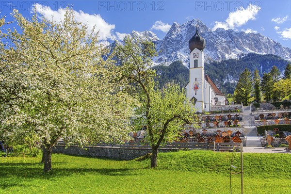 Spring meadow with blossoming trees and parish church in front of the Grosser Waxenstein 2277m in
