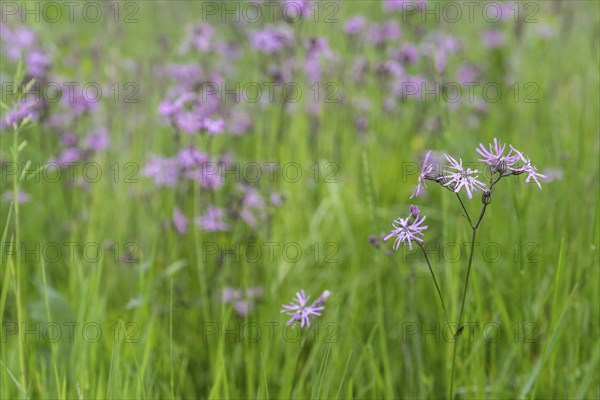 Cuckoo flower (Lychnis flos-cuculi), Emsland, Lower Saxony, Germany, Europe