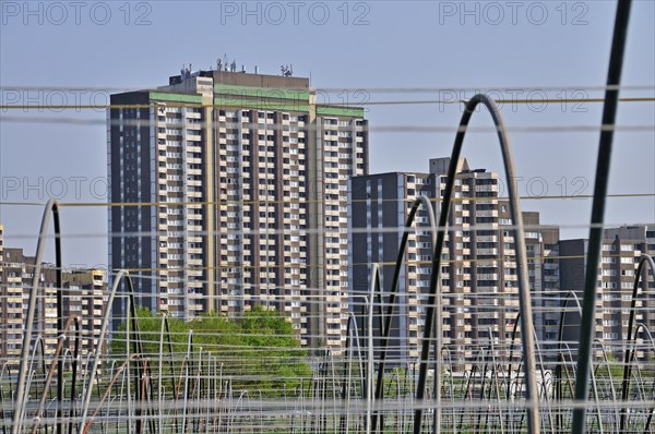Vegetable growing, behind it the high-rise apartment blocks KoelnBerg, a socially deprived