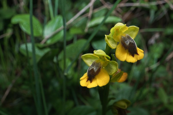 Yellow bee orchid, Ophrys lutea, growing in a green meadow of the field