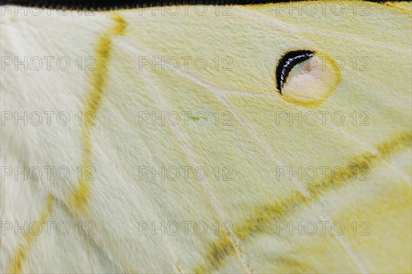 Indian luna moth (Actias selene), wing detail, captive, occurrence in Asia