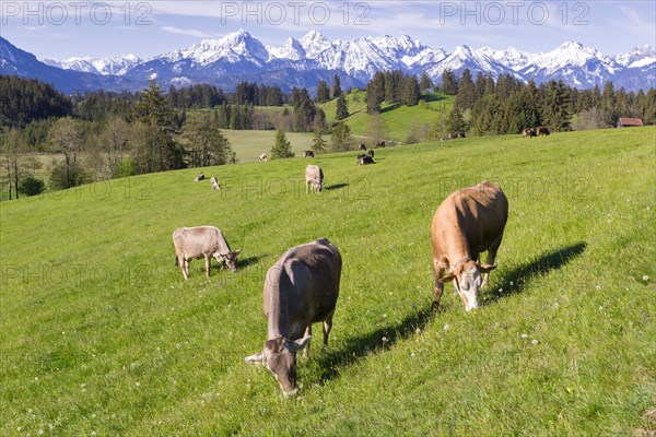 Dairy cows on a pasture, snow-covered mountains, hiking area, forest, trees, Allgaeu Alps, near