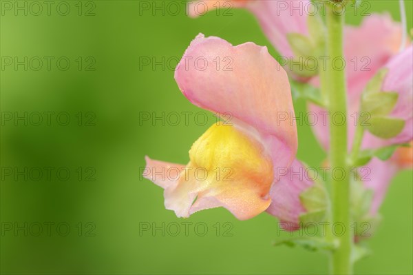Common snapdragon (Antirrhinum majus), flower, ornamental plant, North Rhine-Westphalia, Germany,