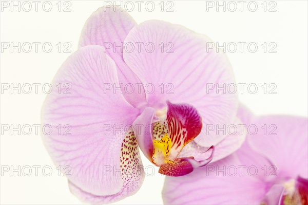 Butterfly orchid (Phalaenopsis), flower, houseplant, North Rhine-Westphalia, Germany, Europe