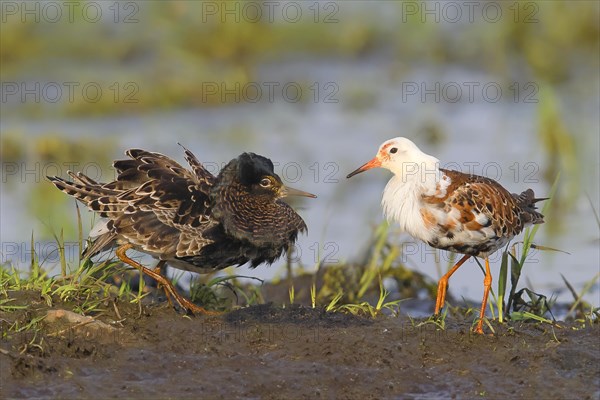 Ruff (Philomachus pugnax), mating behaviour, mating plumage, snipe birds, Ochsenmoor, Duemmer See