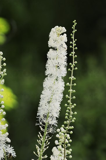 Lance primrose (Cimicifuga racemosa var.cordifolia), inflorescence, ornamental plant, North