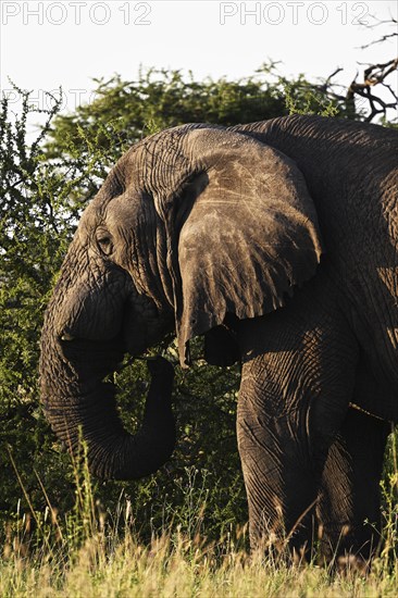 African elephant (Loxodonta africana) feeding on acacia branches, Serengeti National Park,