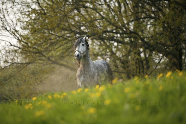 Andalusian, Andalusian horse