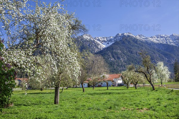 Spring meadow with blossoming trees in the village in front of Hohe Kisten 1922m in the
