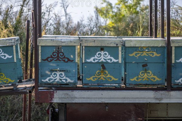 Colourfully painted beehives in a row, beekeeper, Kyrgyzstan, Asia