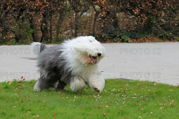 Bobtail, Old English Sheepdog