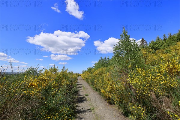 Forest path leads through a forest area destroyed by the bark beetle (Ips typographus) and