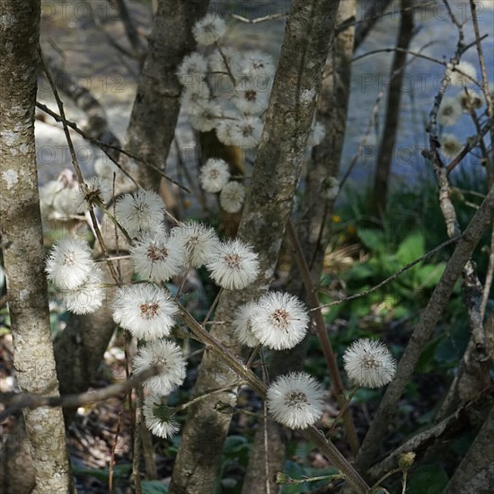 Faded butterbur (Petasites) in front of tree trunks on the shore of the Almsee in the sunlight