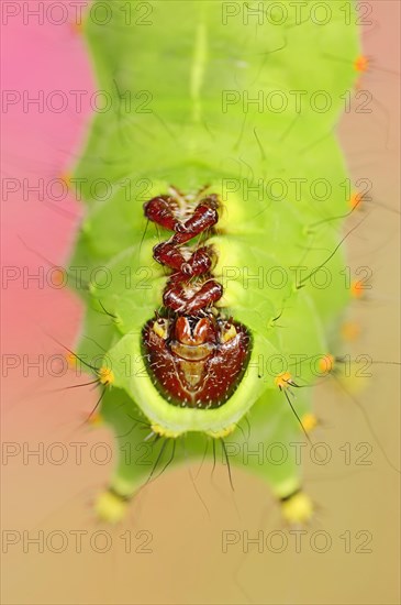 Indian luna moth (Actias selene), caterpillar, captive, occurrence in Asia