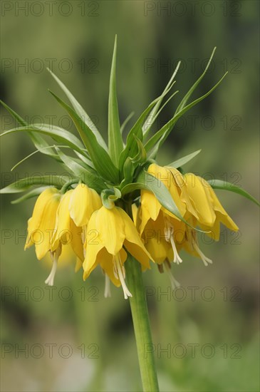 Kaiser's crown (Fritillaria imperialis), flowers, ornamental plant, North Rhine-Westphalia,
