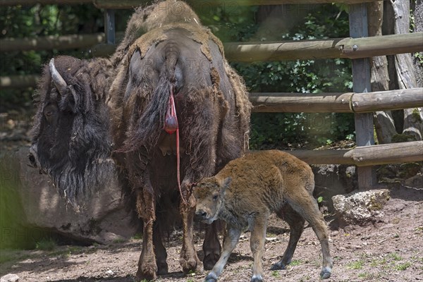 American Bison with young (Bos bison bison) still with the afterbirth, shortly after the birth of