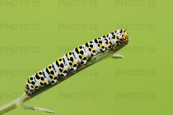 Brown-root monk (Shargacucullia scrophulariae), caterpillar, North Rhine-Westphalia, Germany,