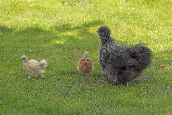 Silkie hen with chicks, Wittorf, Samtgemeinde Bardowick, Lower Saxony, Germany, Europe