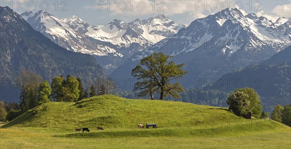 Group of trees with cattle in spring, snow-covered mountains of the Allgaeu Alps in the background,