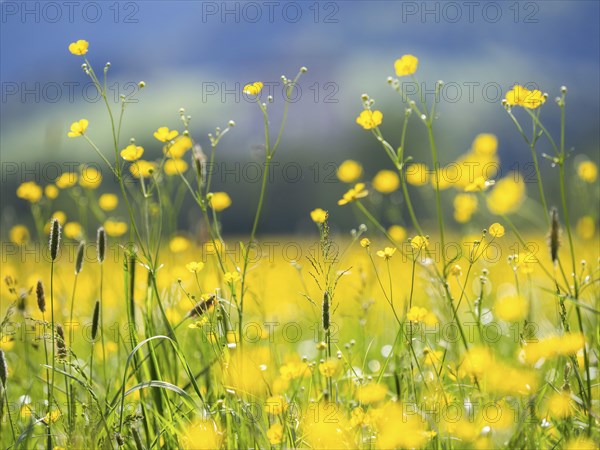 Meadow with tall buttercups (Ranunculus acris), buttercup, common buttercup, near Irdning, Ennstal,