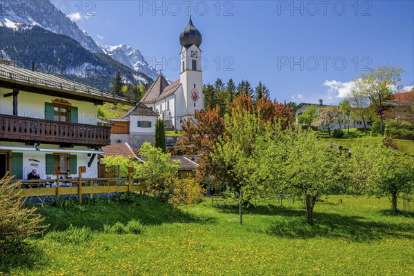 Spring meadow with blossoming trees and parish church in front of the Zugspitze 2962m in the