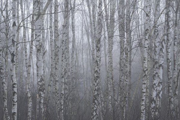 Downy birches (Betula pubescens) in winter in the fog, Lower Saxony, Germany, Europe