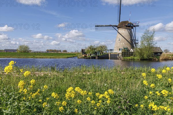 Landscape with windmill and yellow flowers on the river bank under a blue sky, many historic