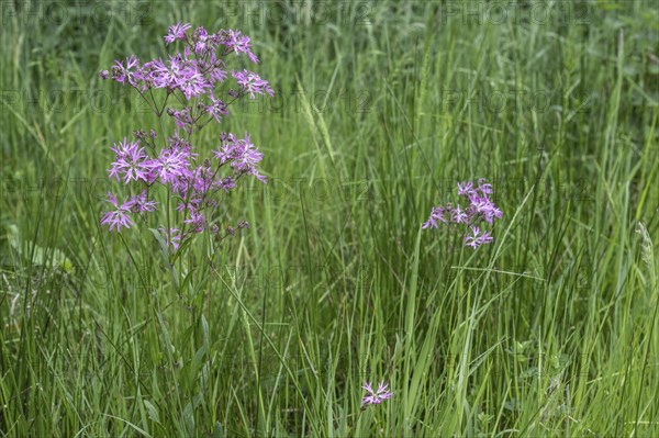 Cuckoo flower (Lychnis flos-cuculi), Emsland, Lower Saxony, Germany, Europe