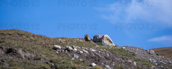 Gray marmot (Marmota baibacina) looking out of its hole, Sary Tash valley, Kyrgyzstan, Asia